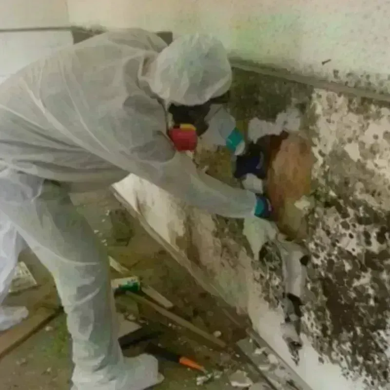 Mold Remediation and Removal in Milford, IA